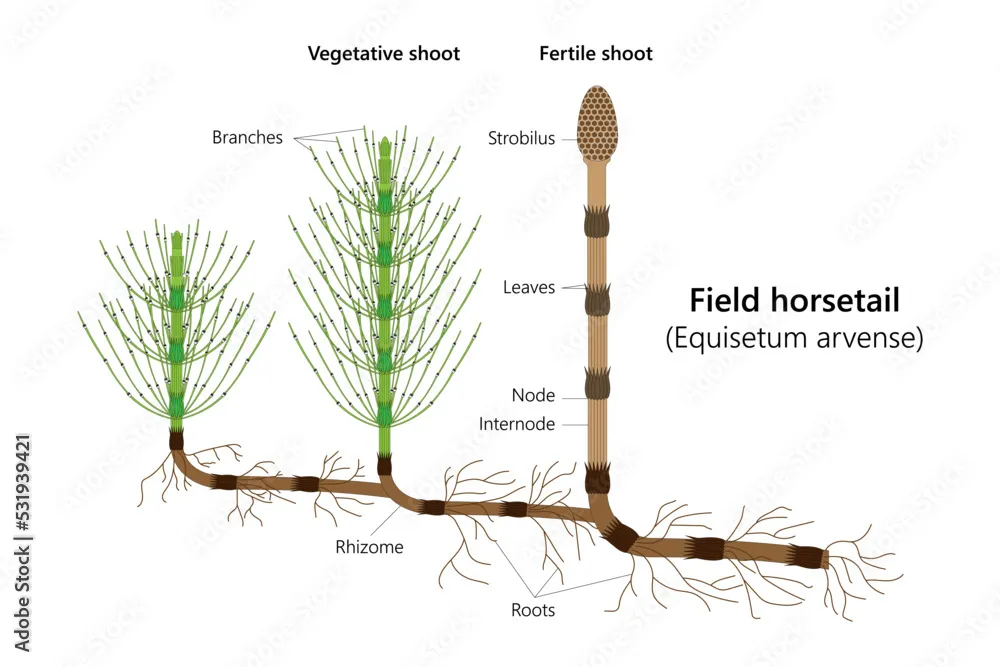 Horsetail, Equisetum